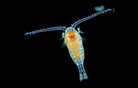 Plankton Species Classification